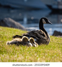 An alert, caring, protective mother Canada goose sitting watching over her brood of two adorable little goslings in Kingston, Ontario at the water's edge by Confederation Basin - Powered by Shutterstock