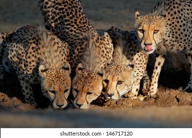 Alert Cheetahs (Acinonyx Jubatus) Drinking Water, Kalahari Desert, South Africa