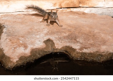 An alert chipmunk stands on a sandstone rock above a pool of water with its feet wide and its bushy tail flicked off to the left. The still water reflects its face. - Powered by Shutterstock