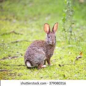 Alert Cottontail rabbit showing its white stub tail. Santa Clara County, California, USA.