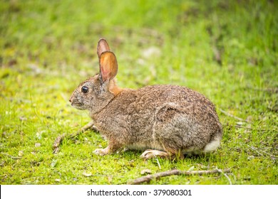 Alert Cottontail rabbit (Sylvilagus) in a grassy field. Santa Clara County, California, USA.