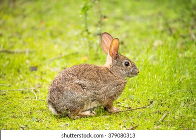 Alert Cottontail rabbit (Sylvilagus) in a grassy field. Santa Clara County, California, USA.