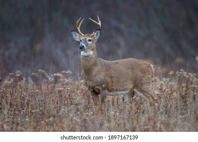 Alert Eight point whitetail deer buck in a field.