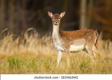 Alert fallow deer, dama dama, hind looking into camera on a meadow with forest in background. Attentive female animal observing in natural environment with dry yellow grass from side view.