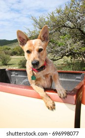 Alert Farm Or Cowboy Dog Standing In The Cargo Compartment Of A Pickup Truck