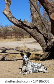 Alert Farm Dog Watches And Wait, His Large Ears Perked Up