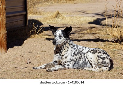 Alert Farm Dog Watches And Wait, His Large Ears Perked Up