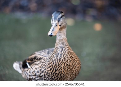 Alert Female Mallard Duck Close-Up :Striking close-up of a female mallard duck with detailed feather patterns and a focused gaze. Blurred natural background highlights the bird's features. - Powered by Shutterstock