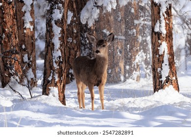 Alert female mule deer fawn standing in the snow in a ponderosa pine tree forest in heavy snowfall falling off the trees, and the early winter morning golden light, Wet Mountains, Colorado, USA.  - Powered by Shutterstock