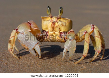 Alert ghost crab (Ocypode ryderi) on the beach, South Africa