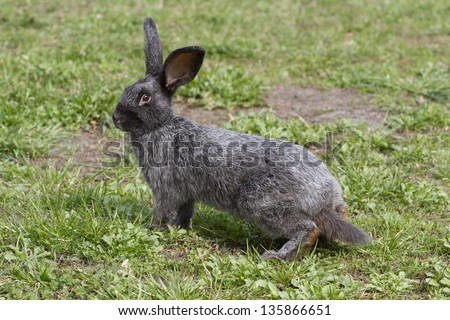 Alert gray rabbit on a green lawn saw the danger.