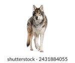 Alert gray wolf stands and walking attentively, Isolated on white