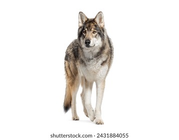 Alert gray wolf stands and walking attentively, Isolated on white