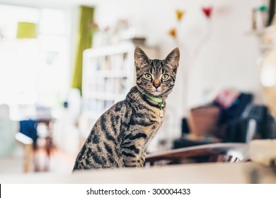 Alert Grey Tabby Cat Sitting Indoors On A Chair In The Living Room Staring At The Camera Over The Top Of A Wooden Table, With Copyspace