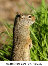 Alert Ground Squirrel Wasatch Mountains, Utah