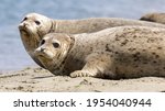 Alert Harbor Seals looking at camera sensing danger and ready to jump into water. Moss Landing, Monterey County, California, USA.