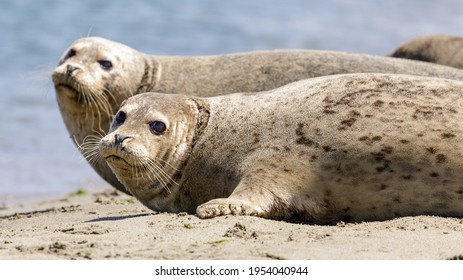 Alert Harbor Seals looking at camera sensing danger and ready to jump into water. Moss Landing, Monterey County, California, USA.