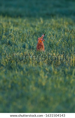 Similar – Image, Stock Photo In the evening between 2 corn fields