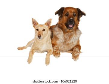 Alert Jack Russel Terrier Large Mixed Stock Photo 106021220 | Shutterstock