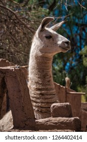 Alert llama stretching up to peer over a rustic fence around a farmyard in a close up profile view