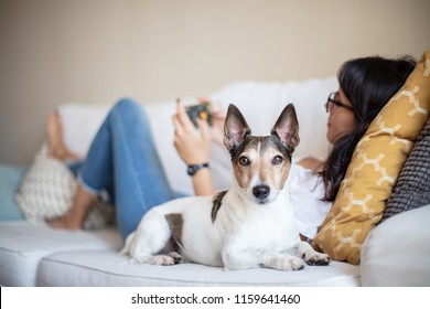Alert loyal little dog lying beside its owner as a young woman relaxes on a sofa with her mobile phone with focus to the dog looking alertly at the camera