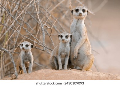 Alert meerkat (Suricata suricatta) family in natural habitat, Kalahari desert, South Africa
 - Powered by Shutterstock