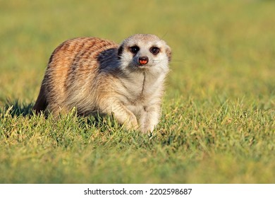 An alert meerkat (Suricata suricatta) foraging in grass, South Africa