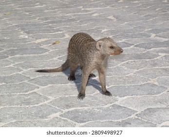 Alert mongoose standing on patterned pavement in Etosha National Park, Namibia.