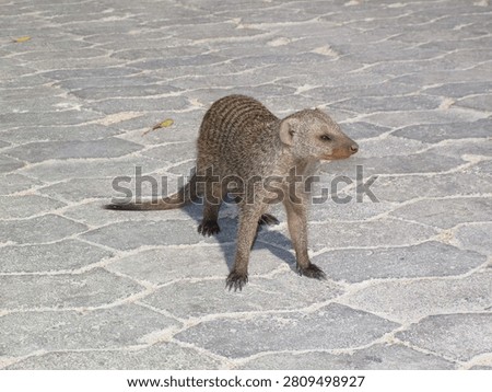 Alert mongoose standing on patterned pavement in Etosha National Park, Namibia.