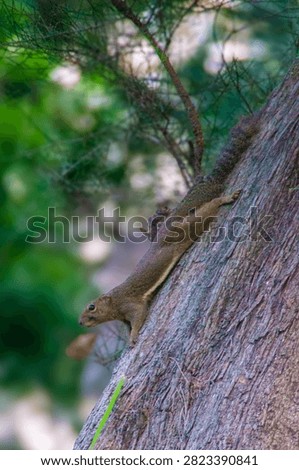 Alert Native Squirrel on Tree Trunk