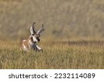 Alert pronghorn antelope tilts head while seated in dry grass along Prairie Drive in Bison Range refuge in western Montana on Flathead Indian Reservation