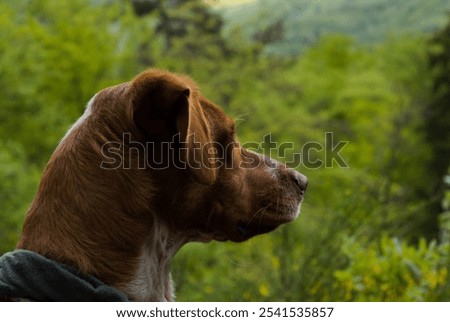 An alert Rhodesian ridgeback standing in the midst of a scenic forest, gazing with curiosity