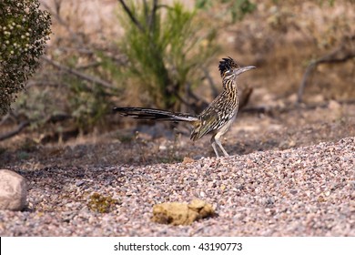 Alert Roadrunner