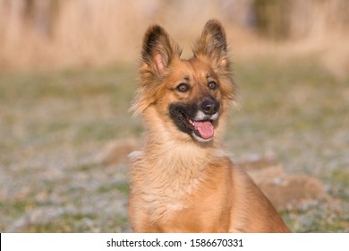 An alert sandy coloured dog ภาพถ่ายสต็อก