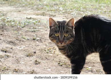 Alert Scared Tabby Cat Arched, Fur Hair On End. Funny Young Kitten With Gray And Black Fluffy Hair, Yellow Eyes, Dense White Whiskers In Daylight In The Yard 