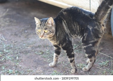 Alert Scared Tabby Cat Arched, Fur Hair On End. Funny Young Kitten With Gray And Black Fluffy Hair, Yellow Eyes, Dense White Whiskers In Daylight In The Yard 