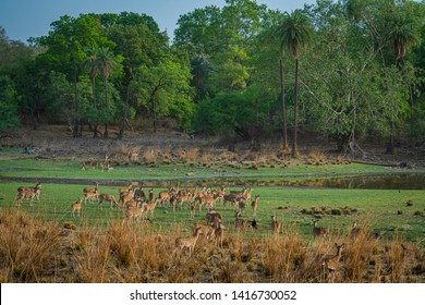 Alert Spotted deer herd after an alarm call by a sambar deer in rajbaug lake at Ranthambore National Park, India