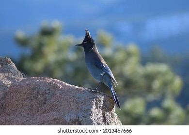 Alert Stellers Jay On A Rock