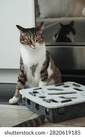 Alert tabby cat observing an interactive puzzle toy indoors. Curious behavior reflects intelligence, focus, and natural feline instincts