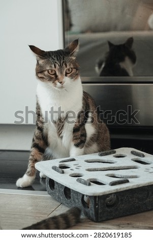 Alert tabby cat observing an interactive puzzle toy indoors. Curious behavior reflects intelligence, focus, and natural feline instincts