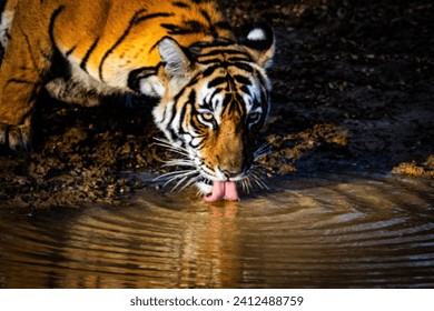 Alert Tigress drinking water inside a tiger reserve in India. - Powered by Shutterstock