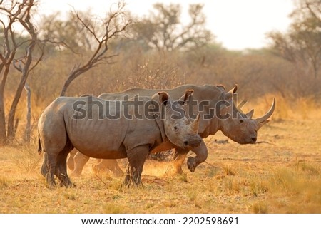 Alert white rhinoceros (Ceratotherium simum) in dust at sunset, South Africa
