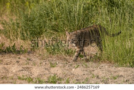 An alert wild cat in a natural habitat scanning the field in search of prey