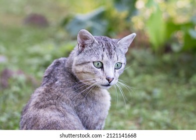 Alert Young Cat Looking Over Shoulder In Meadow In Summer