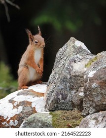 Alert Young Red Squirrel, Scotland UK
