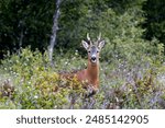 Alert young roe deer with budding antlers next to the lake, showcasing the beauty of wildlife, wallpaper