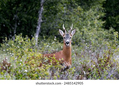 Alert young roe deer with budding antlers next to the lake, showcasing the beauty of wildlife, wallpaper - Powered by Shutterstock