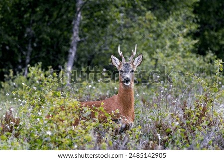 Similar – Image, Stock Photo Young roe deer in a field of tall grass looking at the camera