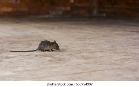 alerted house rat on the wooden floor with copy space