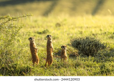 Alerted yellow mongoose (Cynictus penicillata), Addo Elephant National Park, South Africa.